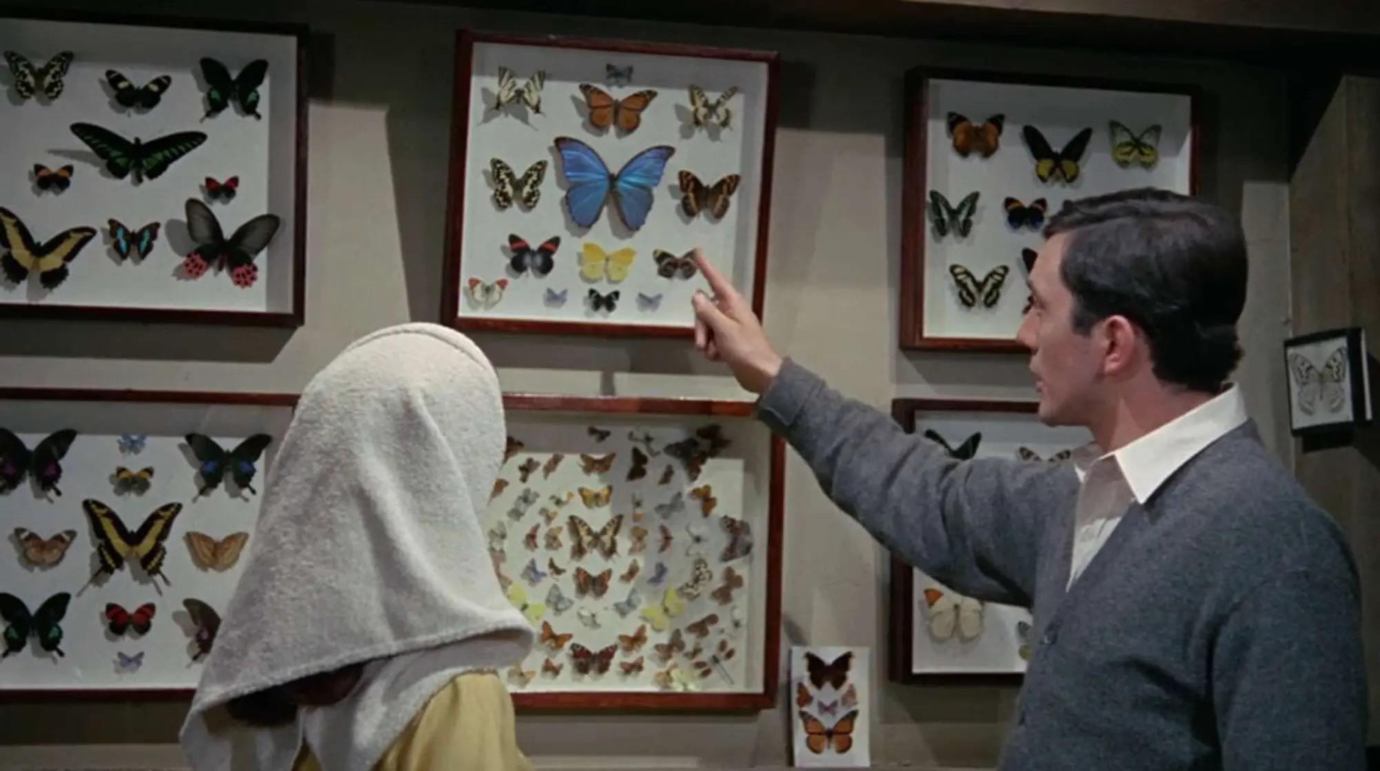 Lot #34  William Wyler “The Collector” Two Butterfly Specimen Cases, One Screen-Matched