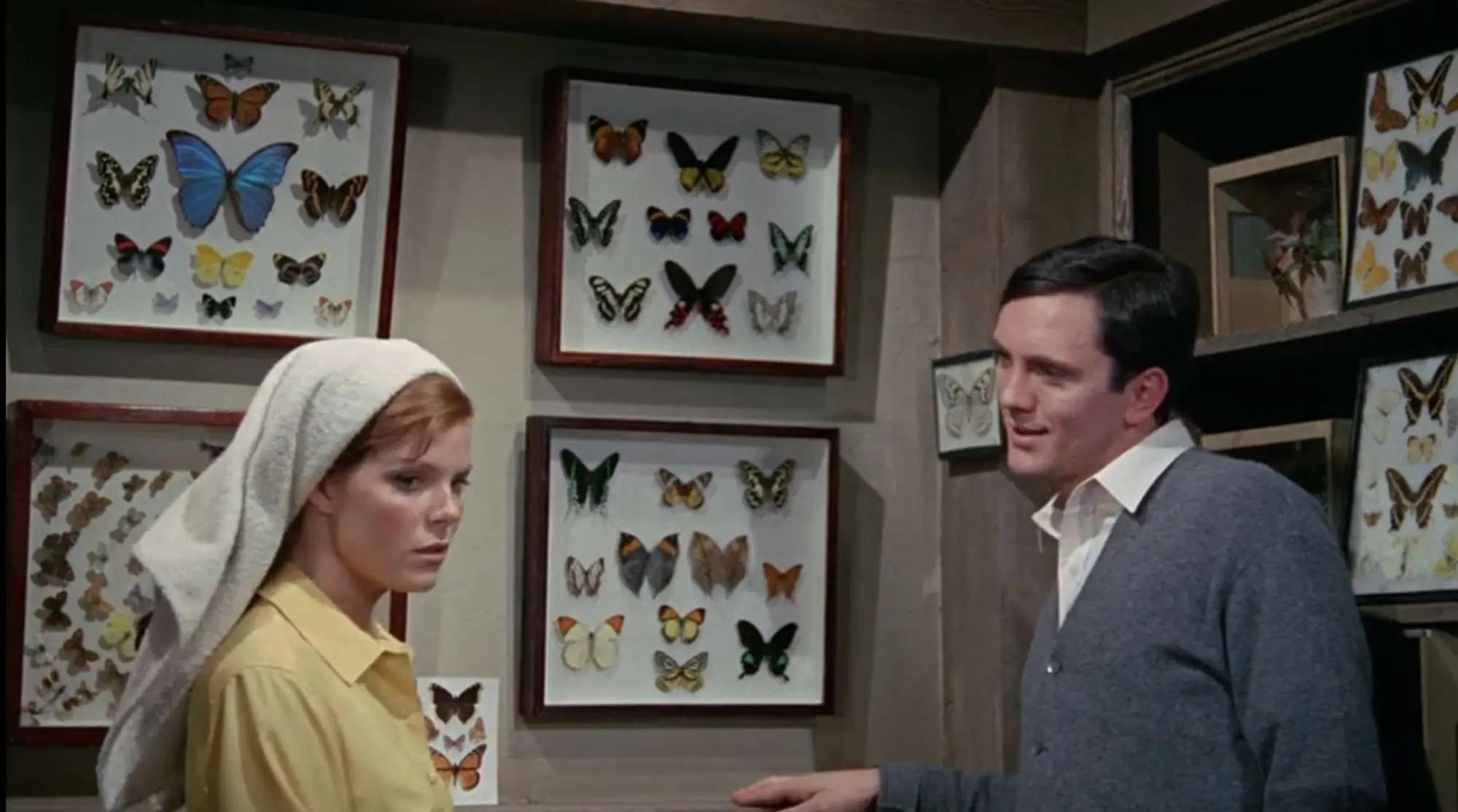 Lot #34  William Wyler “The Collector” Two Butterfly Specimen Cases, One Screen-Matched