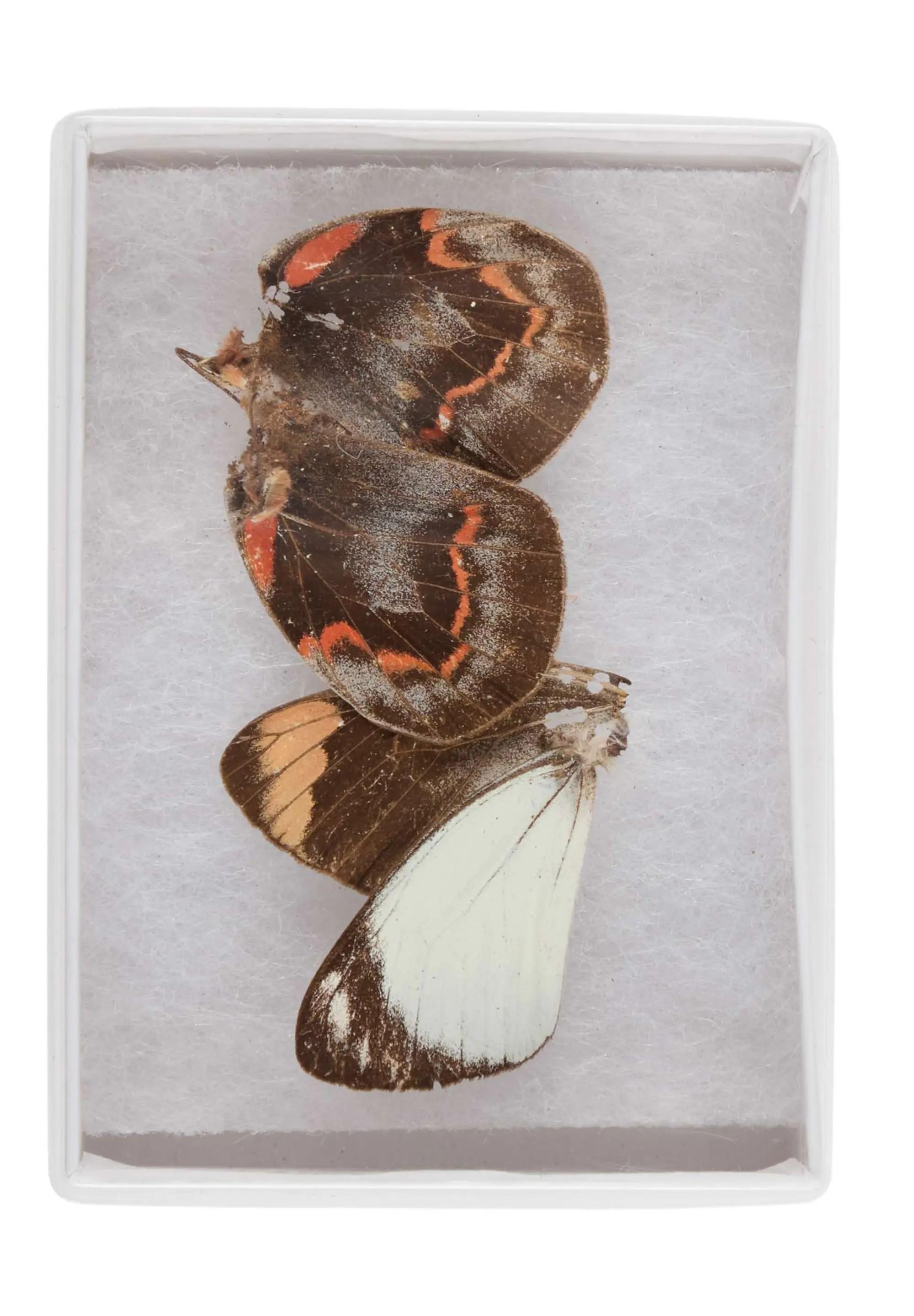 Lot #34  William Wyler “The Collector” Two Butterfly Specimen Cases, One Screen-Matched