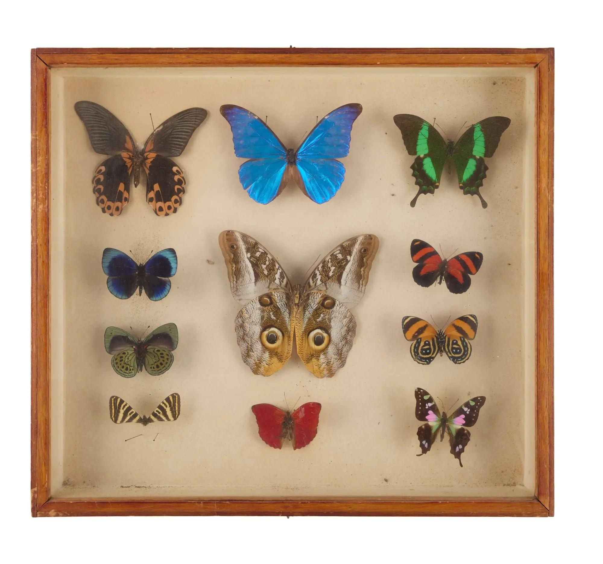 Lot #34  William Wyler “The Collector” Two Butterfly Specimen Cases, One Screen-Matched