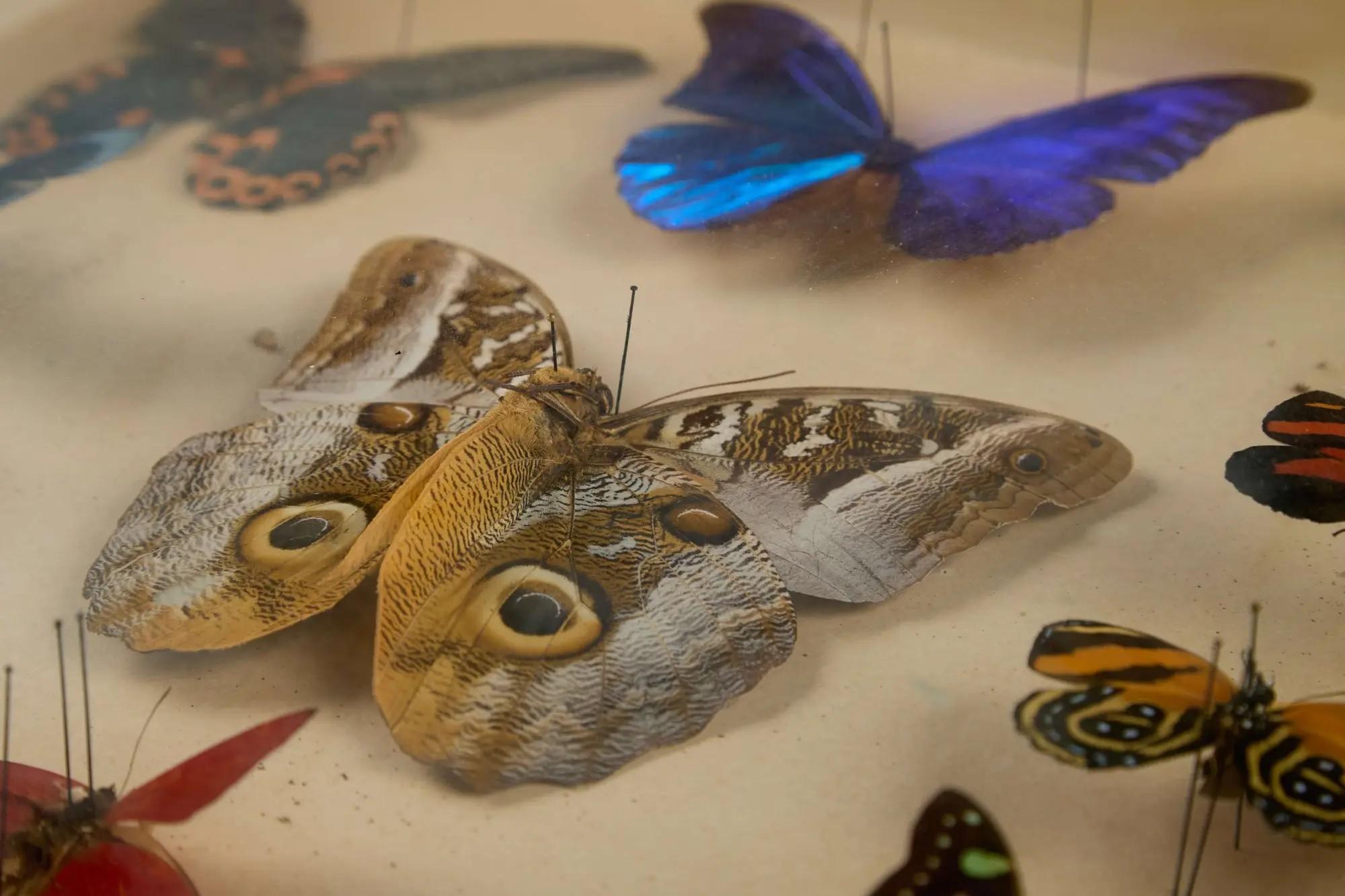 Lot #34  William Wyler “The Collector” Two Butterfly Specimen Cases, One Screen-Matched