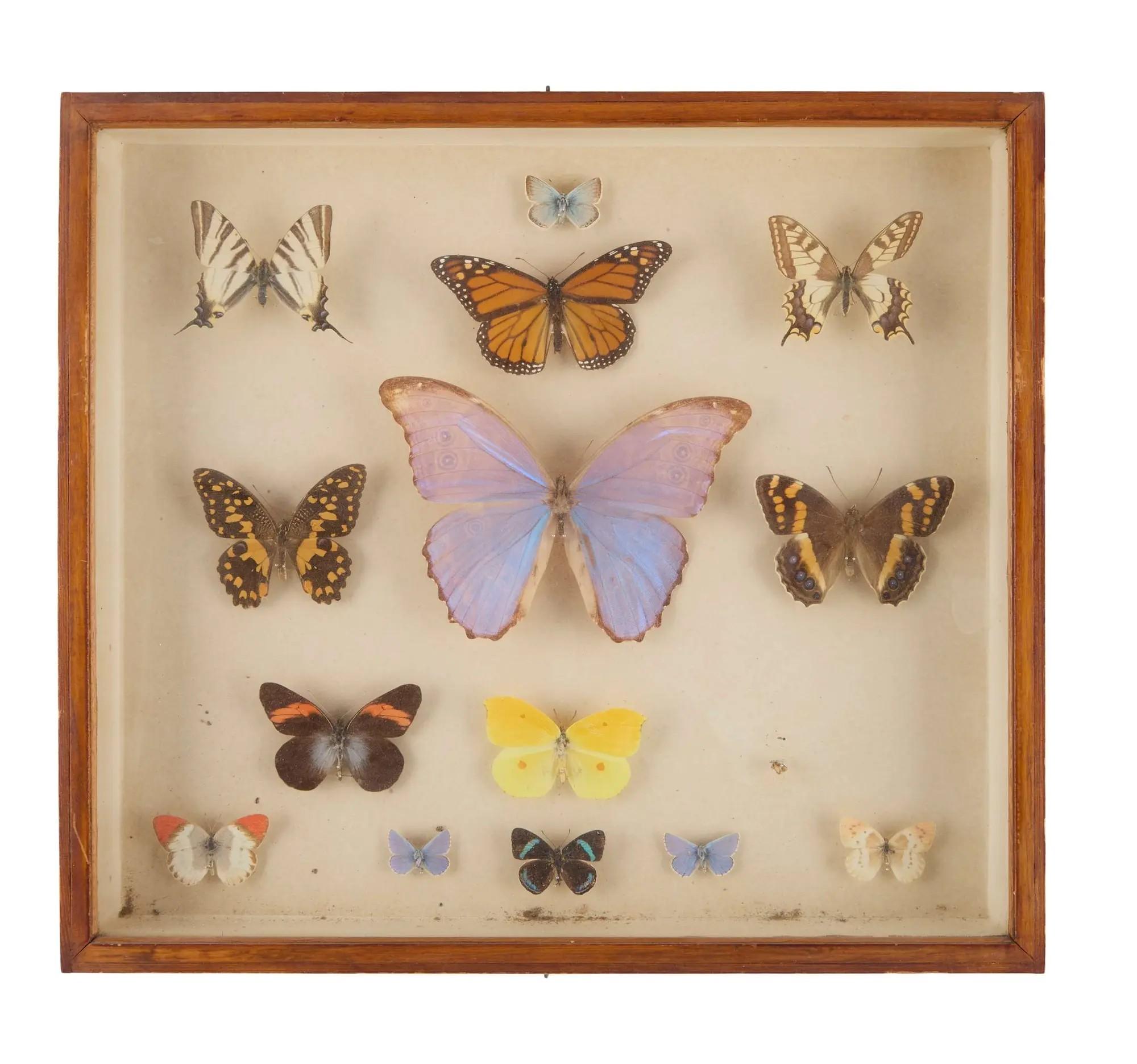 Lot #34  William Wyler “The Collector” Two Butterfly Specimen Cases, One Screen-Matched