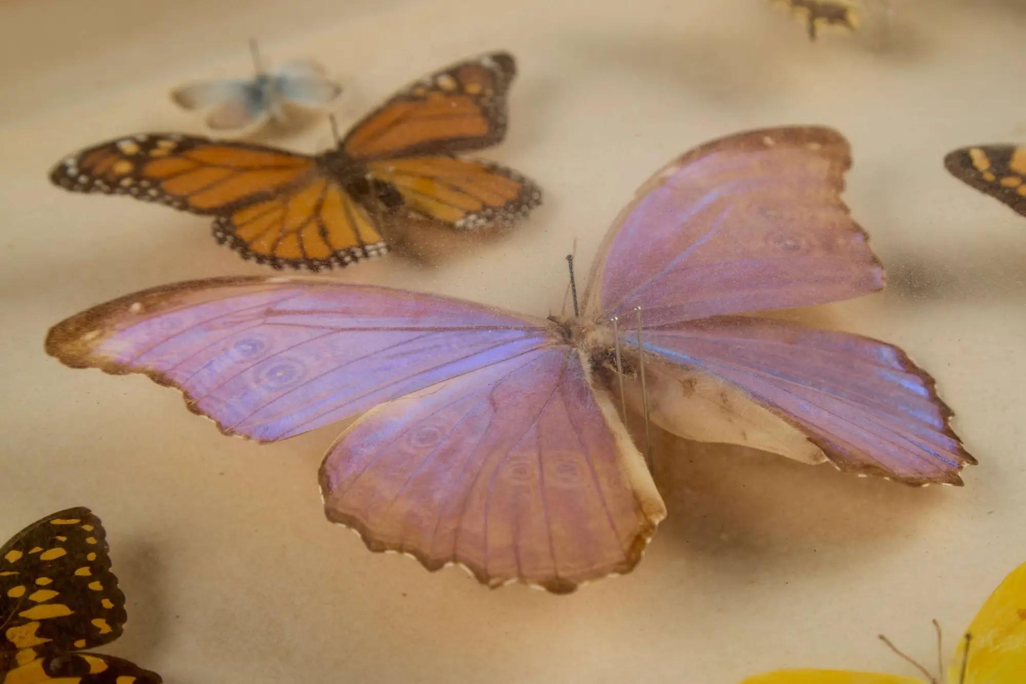 Lot #34  William Wyler “The Collector” Two Butterfly Specimen Cases, One Screen-Matched